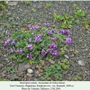 colias thisoa hostplant